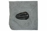 Calymene Niagarensis Trilobite Fossil - New York #269951-1